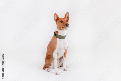 Portrait of two year old Basenji dog with big ears isolated on white background. Small adorable doggy with red and white fur markings. Close up, copy space.
