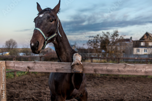 Excellent horse for a walk on a sunny autumn day