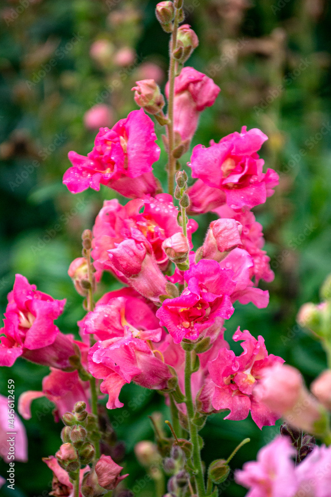 Pink snapdragon flower in the garden bed. Pink snapdragon flower in the garden bed.