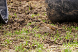 Close-up of a sparrow in the grass near a flipped black bucket.