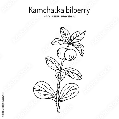Kamchatka bilberry Vaccinium praestans , edible and medicinal plant