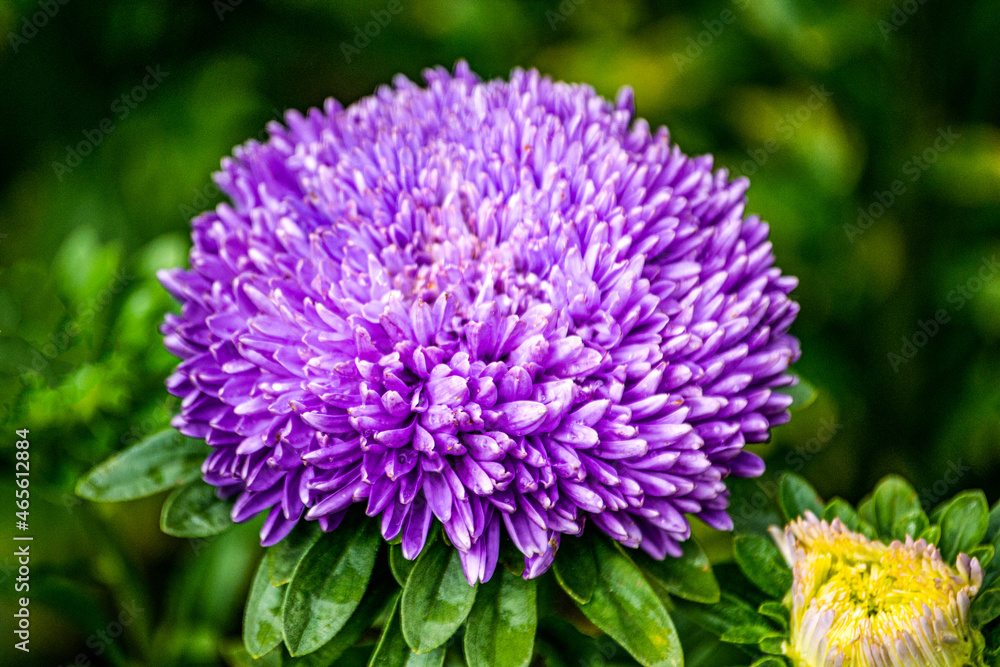 Purple double aster flower in the garden on the flowerbed. Purple double aster flower in the garden on the flowerbed.