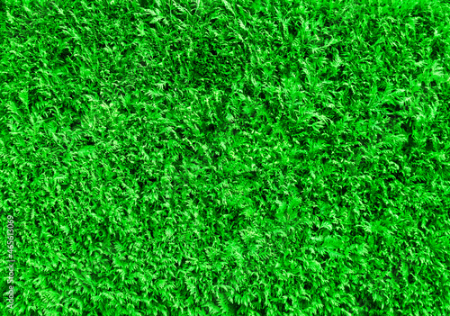 Green meadow or lawn useful as a grass background