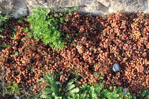 Weintrauben an einer Mauer
