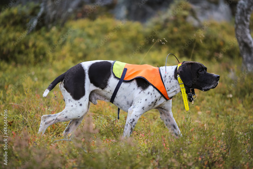 Dog english pointer