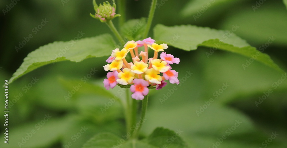 Lantana Flowers Lantana Flowers