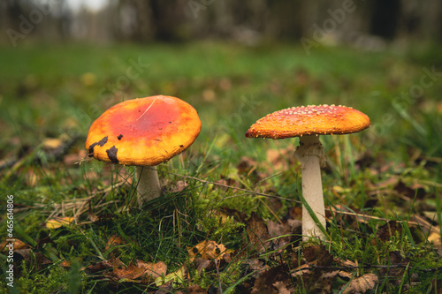 red cap fungi mushroom toxic fungi on the forest floor