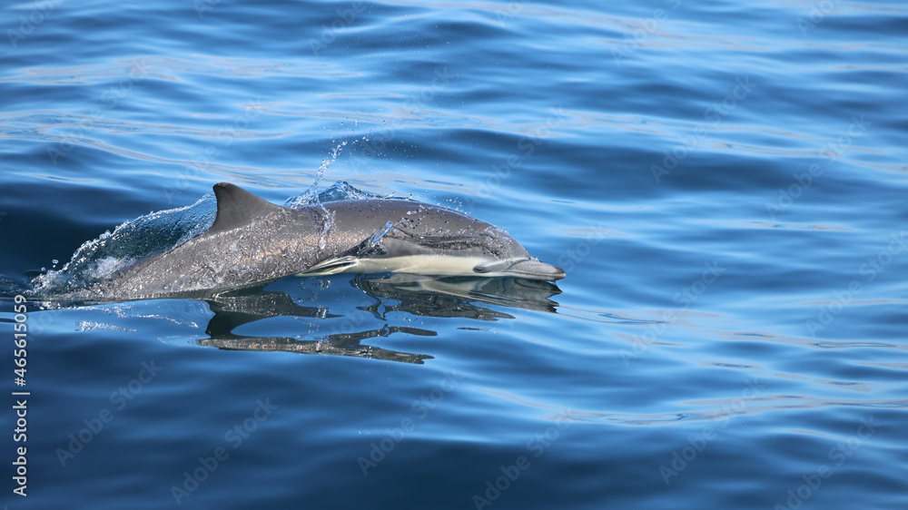 Fototapeta premium dolphin in the water