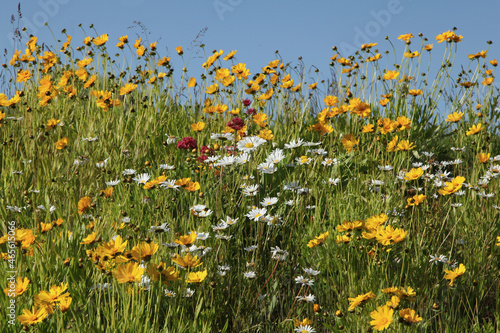 Jachère fleurie de coreopsis photo