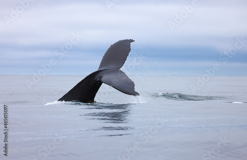 humpback whale in the water, humpback fluke 