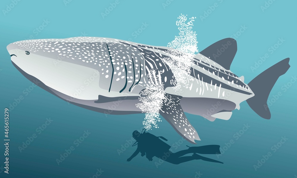 Naklejka premium tiburon ballena