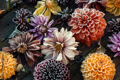 Murais de parede First frost in a garden. Frozen dahlia flowers, dark mood