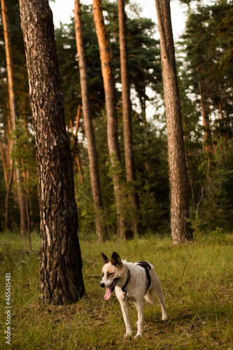 dog husky in the woods