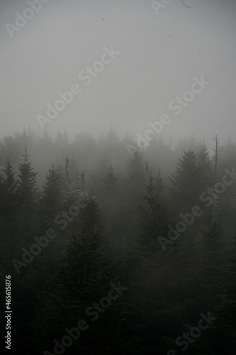 Fog in a pine forest