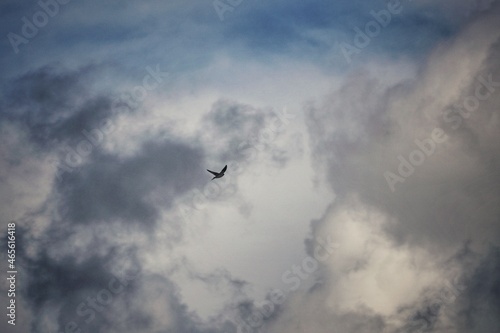 birds in the sky