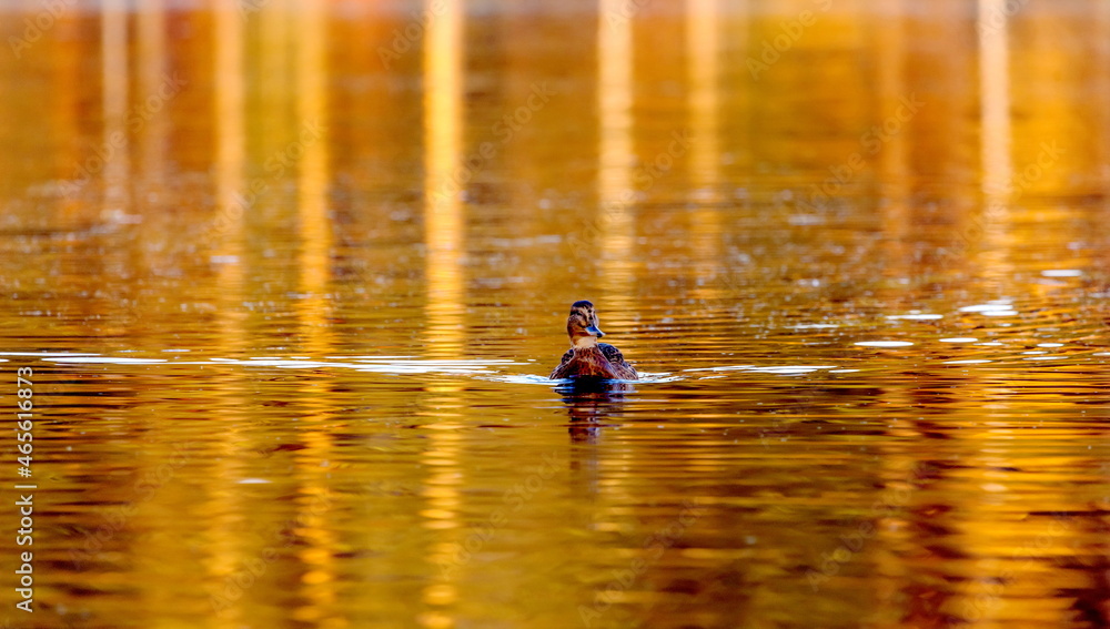 Ducks in the autumn pond Ducks in the autumn pond