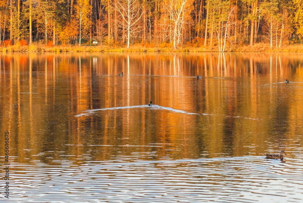 Fototapeta premium Ducks in the autumn pond