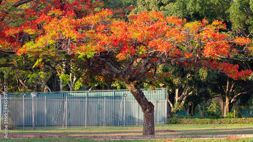 Obraz na plátne A flamboyant tree as know as flame tree in midwestern of Brazil