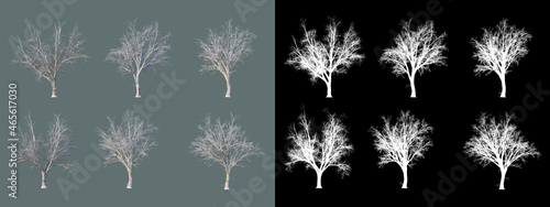 various trees in winter 