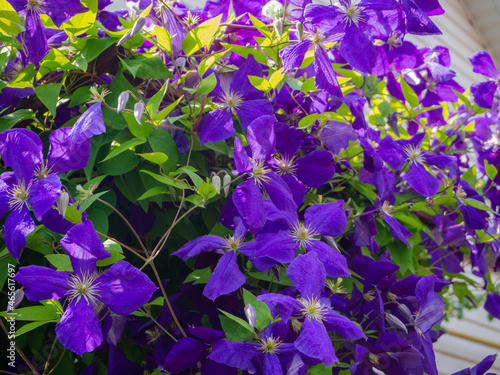 Vintage blooming purple clematis flowers. Background with floral nature. Summer  floral background.  A large  dense shrub. A beautiful blue-purple clematis flower grows in the garden