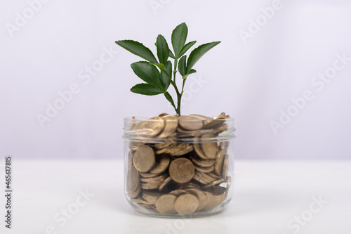 Sapling growing from coins
