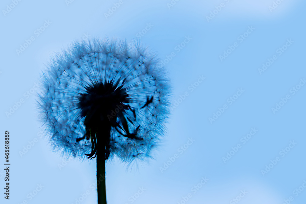 dandelion silhouette on blue background. Silhouette of a flower. Copyspace.
