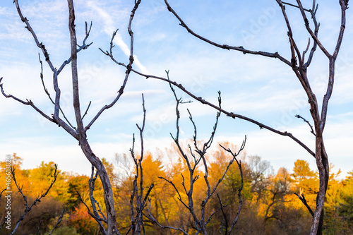 Branches of tree without leaves against blue sky and colorful foliage in fall season in park. Autumn natural background