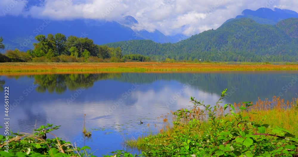 Establishing shot of Swamp in the Park with Wildlife in Vancouver, Canada, North America. Day time on September 2021. Still camera view. ProRes 422 HQ. Establishing shot of Swamp in the Park with Wildlife in Vancouver, Canada, North America. Day time on September 2021. Still camera view. ProRes 422 HQ.