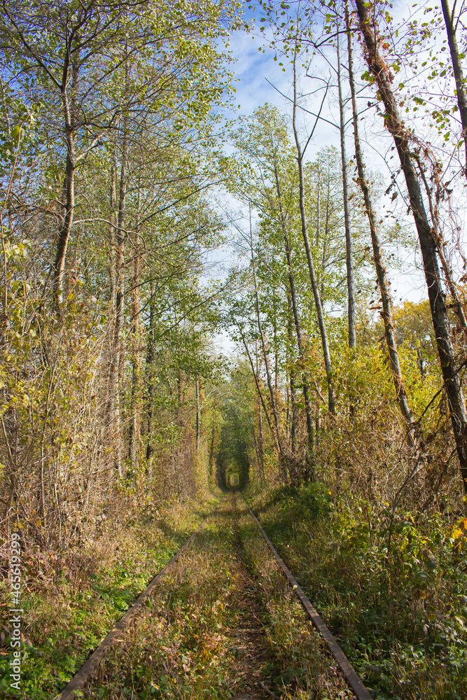 Obraz premium Famous landscape called Tunnel of Love, Ukraine. Railway with natural tunnel in autumn. Magical autumn landscape. Railroad in autumn woods. Bright tree foliage with arch form. Railroad in perspective.