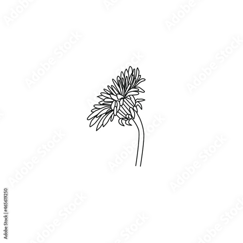 Dandelion flower vector drawing set. Isolated wild plant and flying seeds.