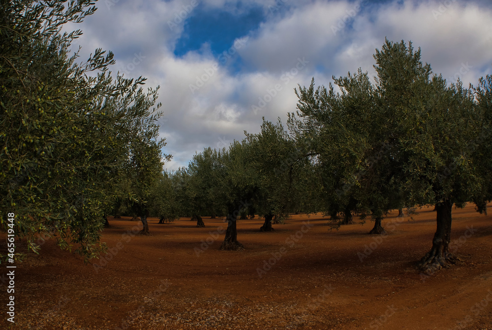 Several olive trees in San mateu, province of Castellon Several olive trees in San mateu, province of Castellon