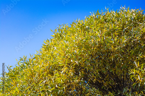 Willow or Salix Fragilis tree branches with autumn leaves on blue sky background
