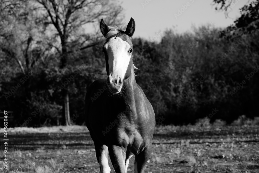 Obraz premium Bald face colt horse portrait in black and white from Texas farm field.