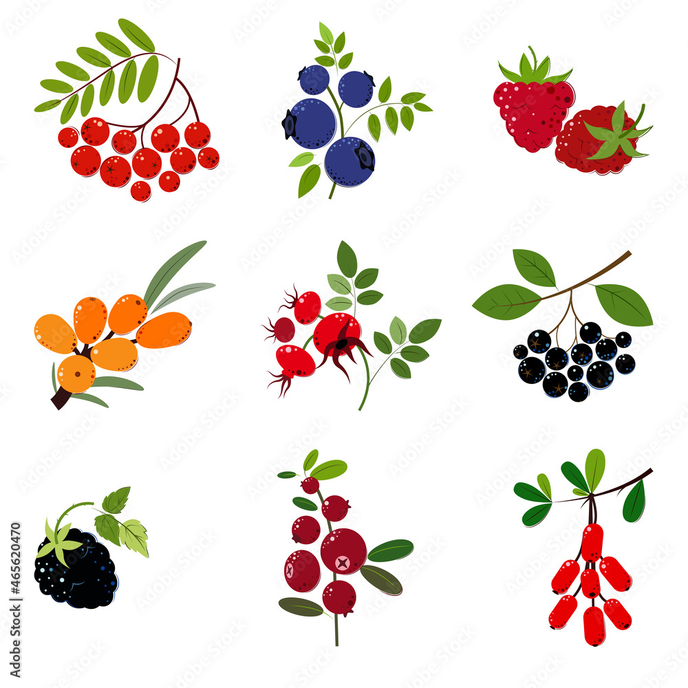 Set of Berries and leaves. Raspberry, Barberry, Sea Buckthorn, Rowan, Chokeberry, Blueberry, Cranberry, Rosehip. Flat style. Vector Illustration.
