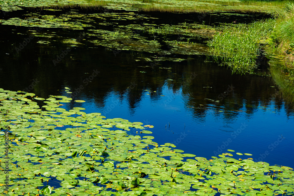 Pond with yellow waterlily flowers, green leaf, duckweed in a summer day Pond with yellow waterlily flowers, green leaf, duckweed in a summer day