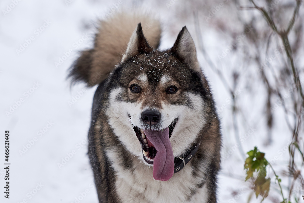 Portrait of cute west siberian husky walking in winter forest, copy space Portrait of cute west siberian husky walking in winter forest, copy space
