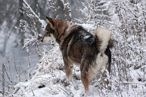Portrait of cute west siberian husky walking in winter forest, copy space © mirage_studio
