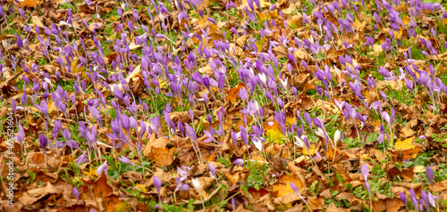 Autumn Crocus (Colchicum autumnale) also known as Meadow Saffron or Naked Ladies flowers in autumn.