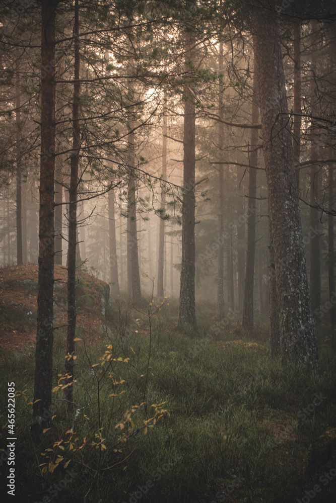 Obraz premium misty morning in the forest