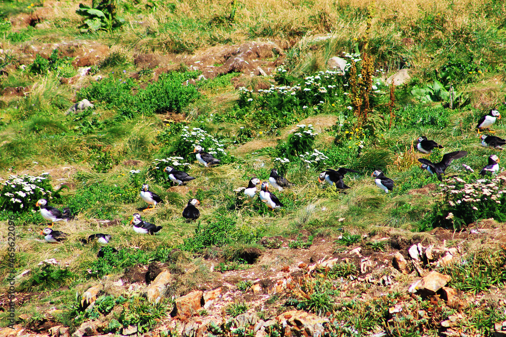 Atlantic Puffins on an island, Elliston, Newfoundland Atlantic Puffins on an island, Elliston, Newfoundland