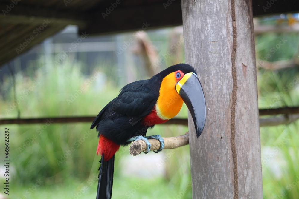 Obraz premium yellow billed toucan