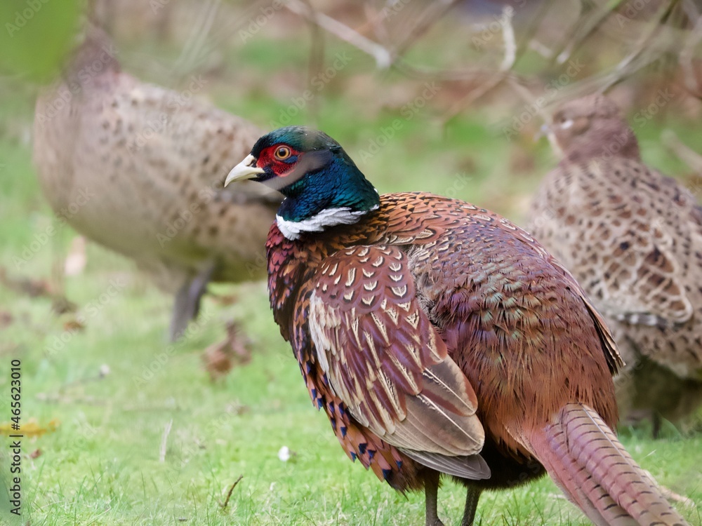 Fototapeta premium pheasant in the wild