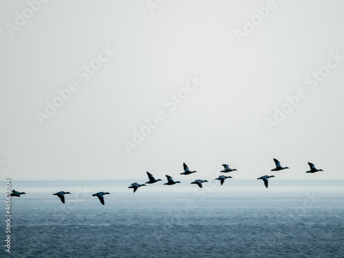 flock of geese © Heiko
