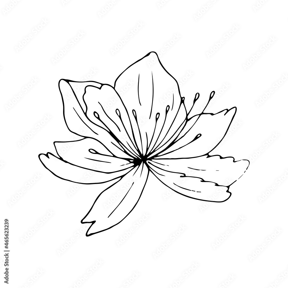 Lily flower line art. Vector black outline illustration isolated on white background. Sketch drawing. Floral linear pattern