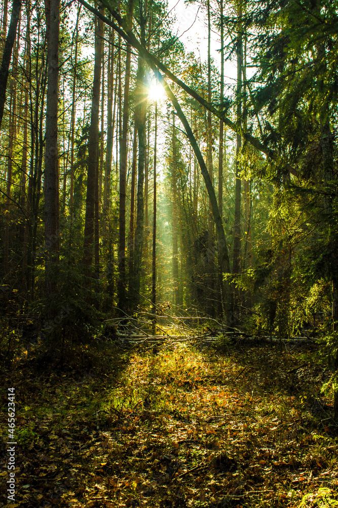 Obraz premium path in the forest