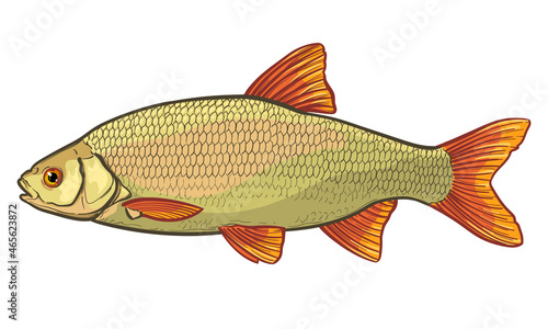 Roach fish isolated on a white background. Color vector illustration of a fish.