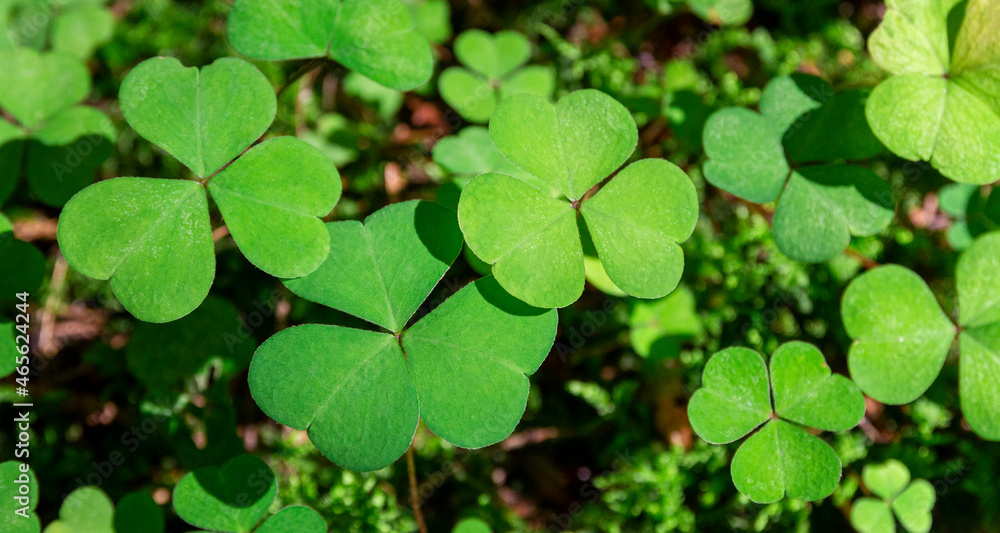 background green shamrock nature background, fresh green juicy color, shamrock plant background green shamrock nature background, fresh green juicy color, shamrock plant
