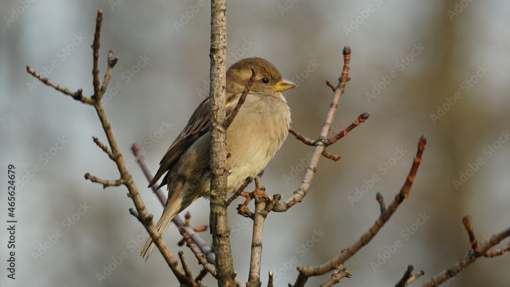 Fototapeta premium sparrow on branch