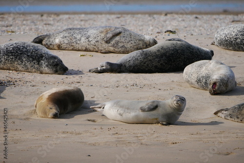 several brown, gray and black and white spotted seals sun themselves and sleep on a sandbank in the Atlantic Ocean