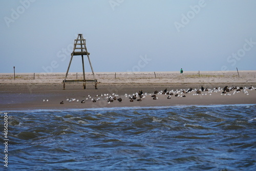 Wooden navigation sign on the sandy beach of the North Sea island of Norderney with a blue sky and surrounded by a flock of seagulls, cormorants and other wild birds